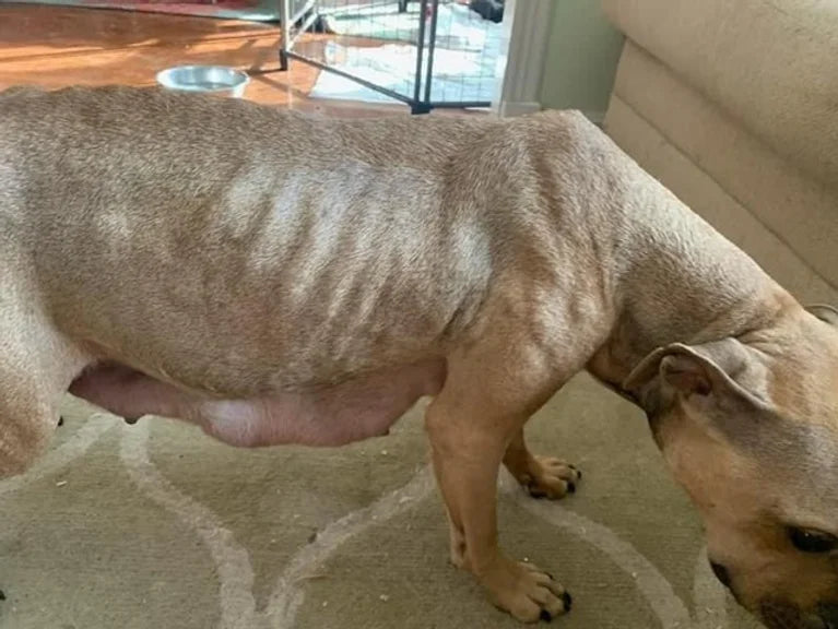 Your dog and cat are exposed too